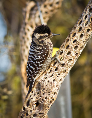 Female Ladder-backed Woodpecker