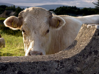 irish cow