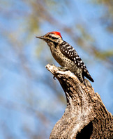 Male Ladder-backed woodpecker