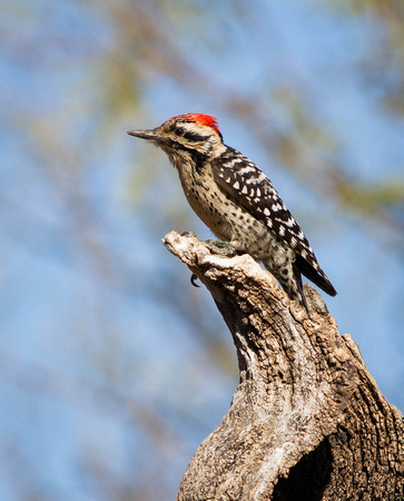 Male Ladder-backed woodpecker
