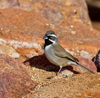 Black Throat Sparrow